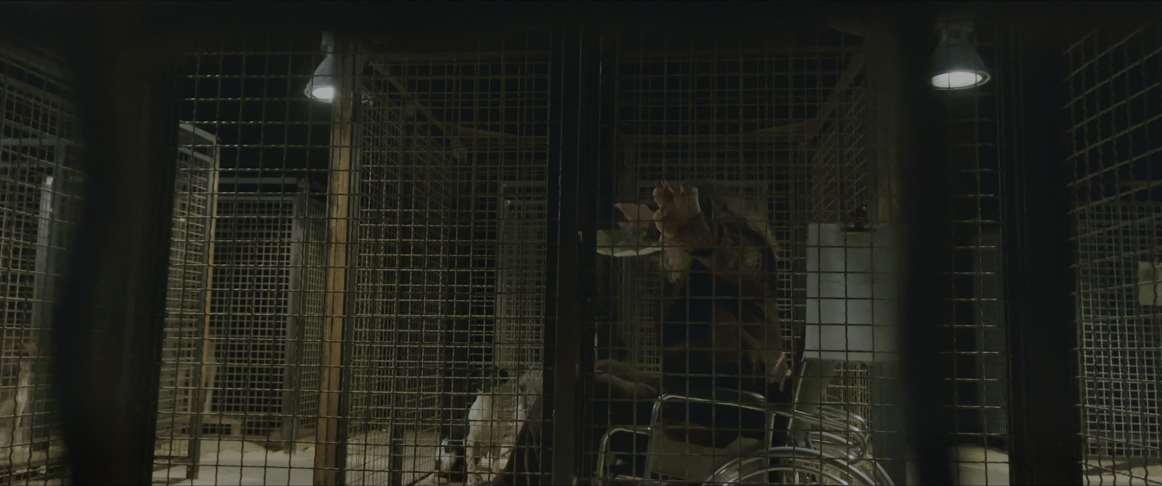 Dogman (2023), wide, 2.39:1 — film still