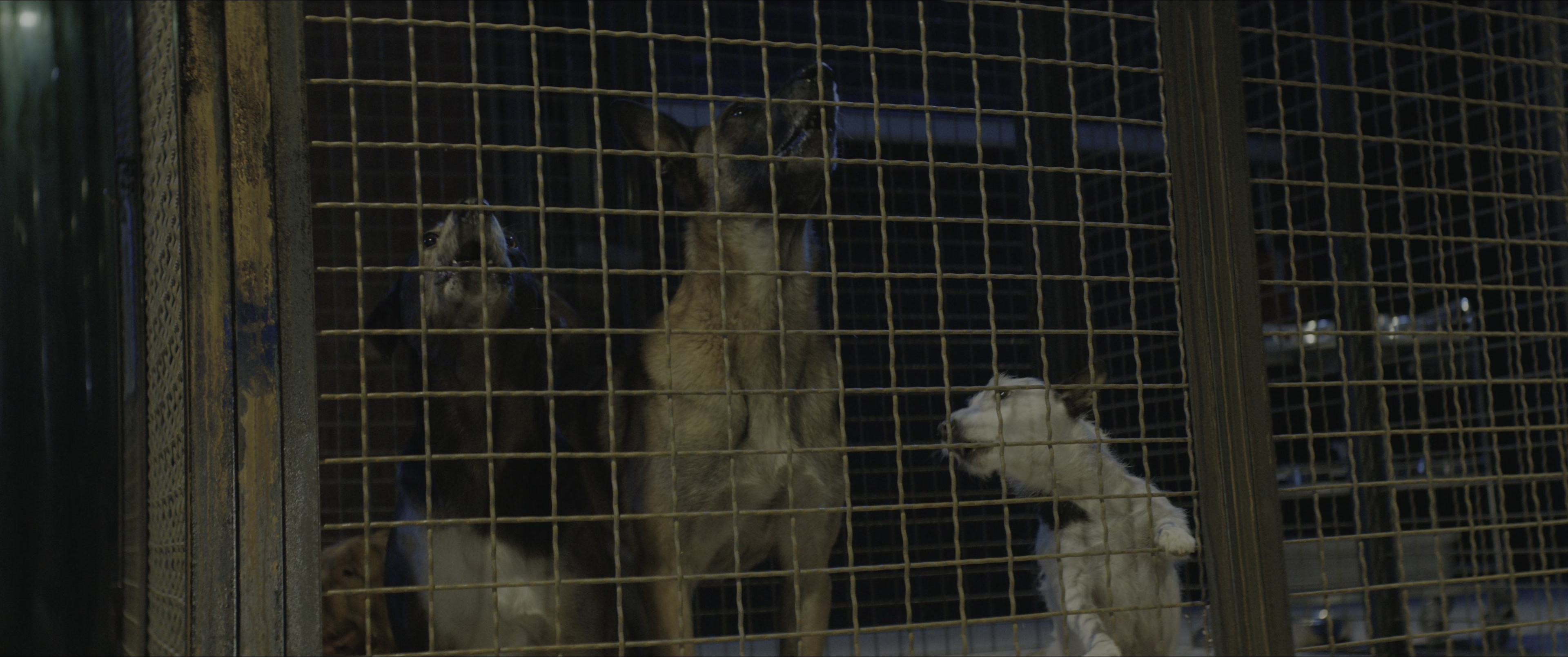 Dogman (2023), wide, 2.39:1 — film still