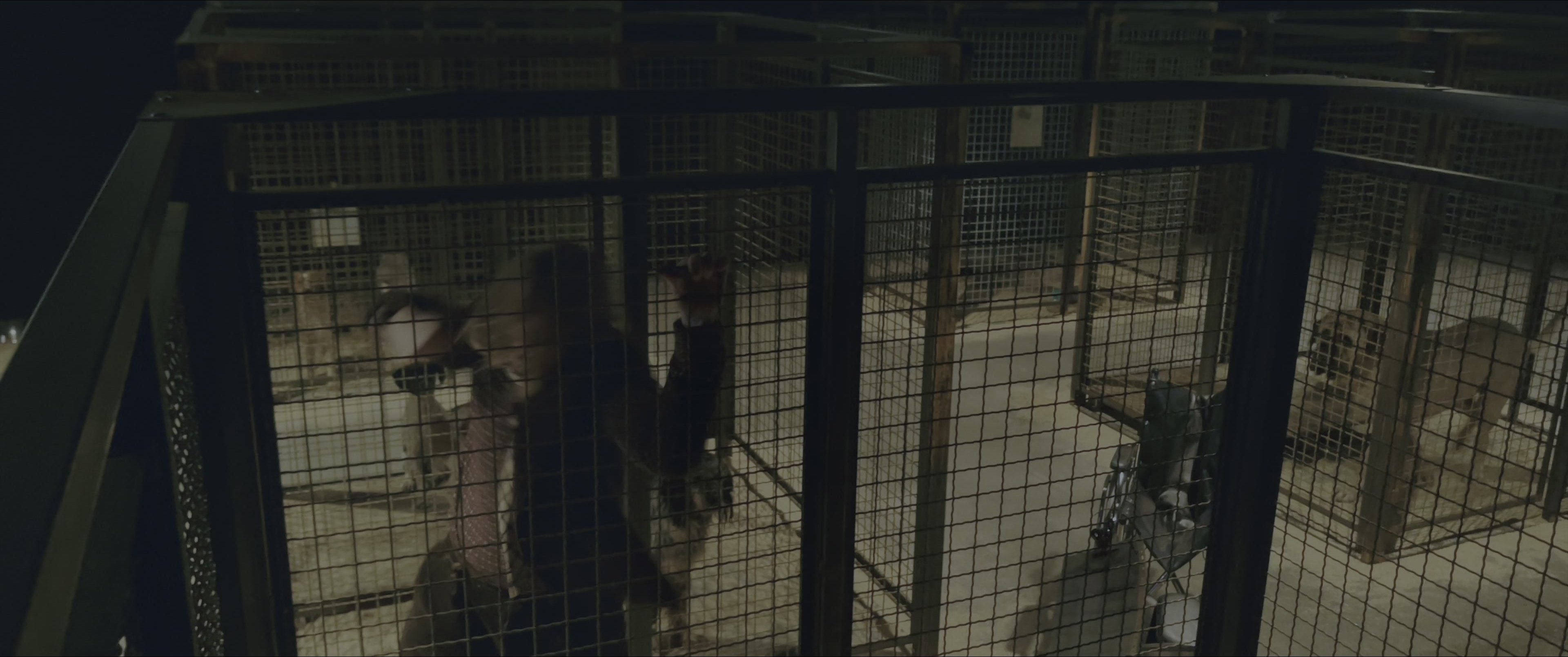 Dogman (2023), wide, 2.39:1 — film still