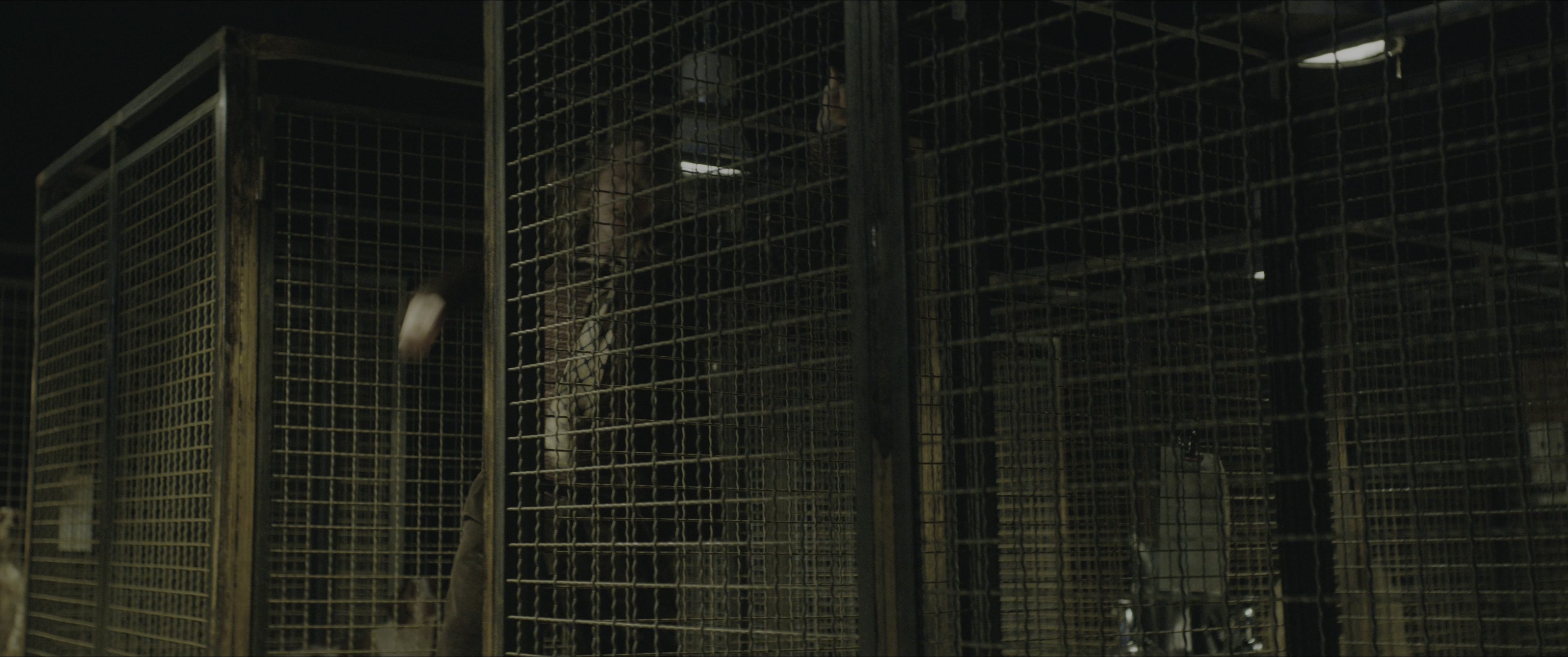 Dogman (2023), wide, 2.39:1 — film still