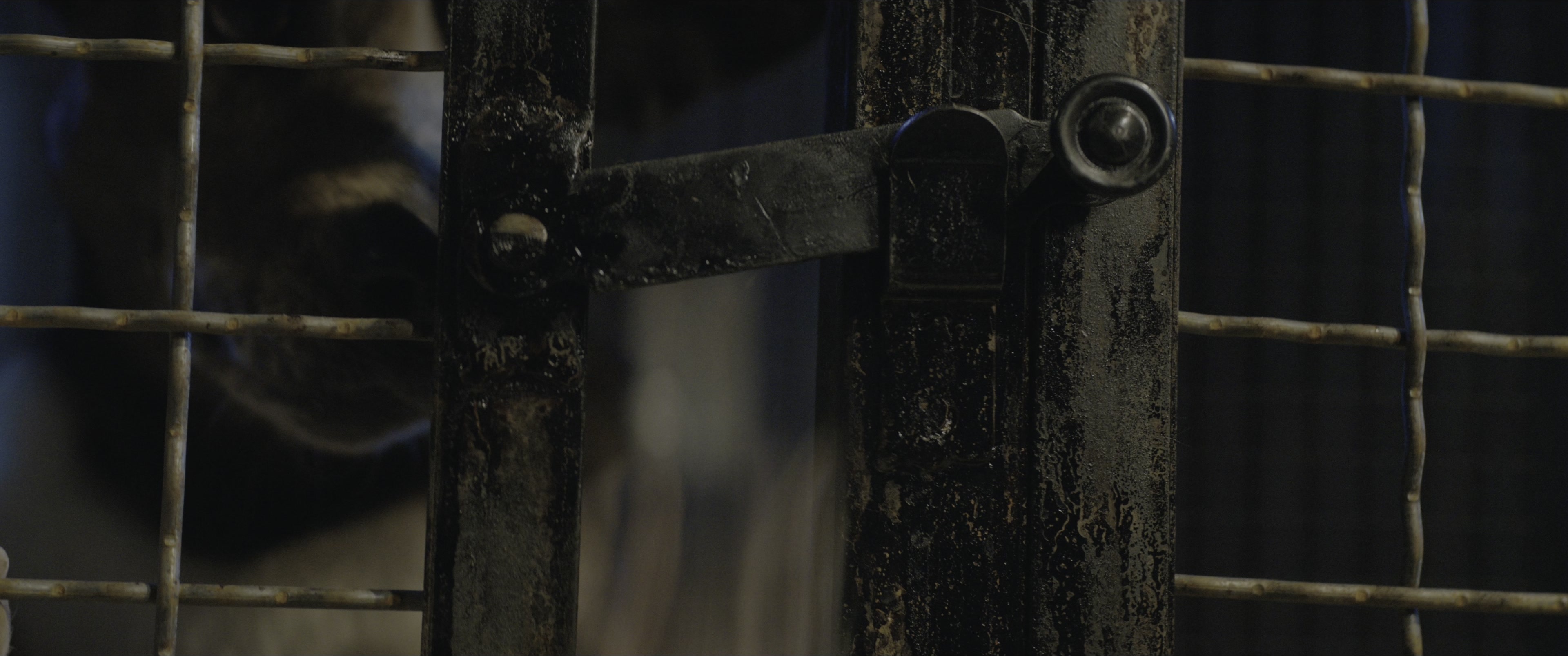 Dogman (2023), wide, 2.39:1 — film still