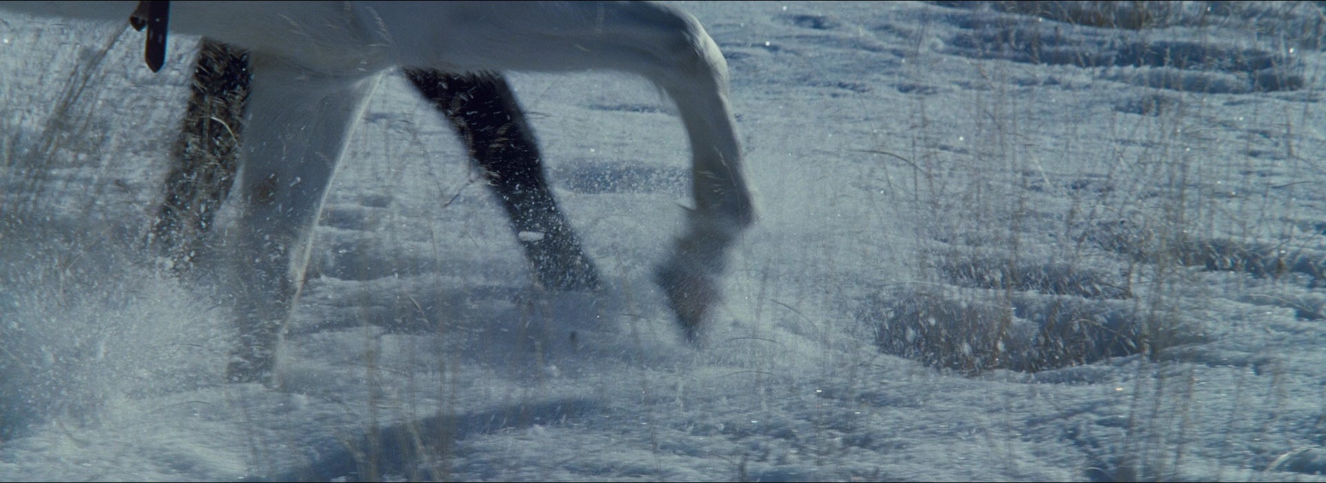 The Hateful Eight (2015), medium, 2.74:1 — film still