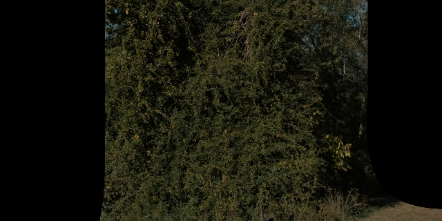 Wide shot frame from Stranger Things — willow