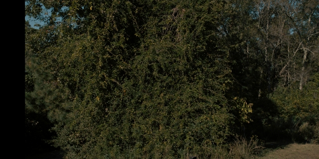 Wide shot frame from Stranger Things — willow