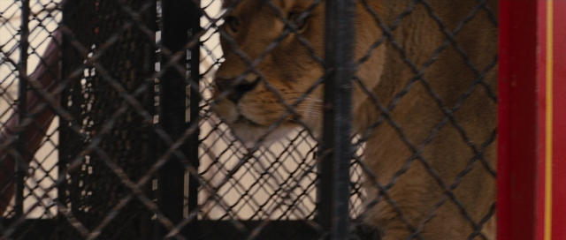 Wide shot frame from Water for Elephants — face, lion, running
