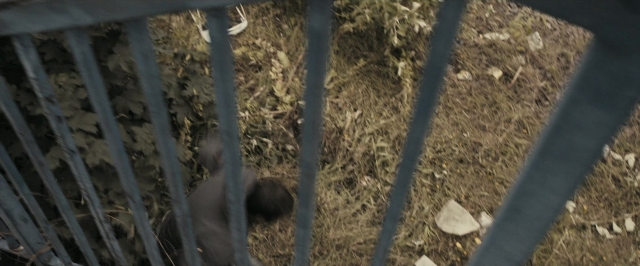 Wide shot frame from RocknRolla — animal, bird