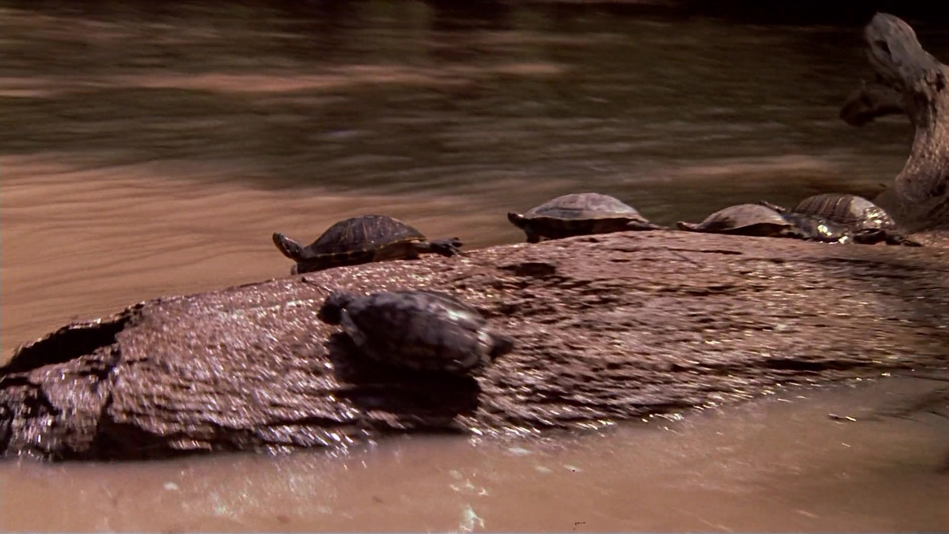 Passion Fish (1992), unknown, 1.78:1 — film still