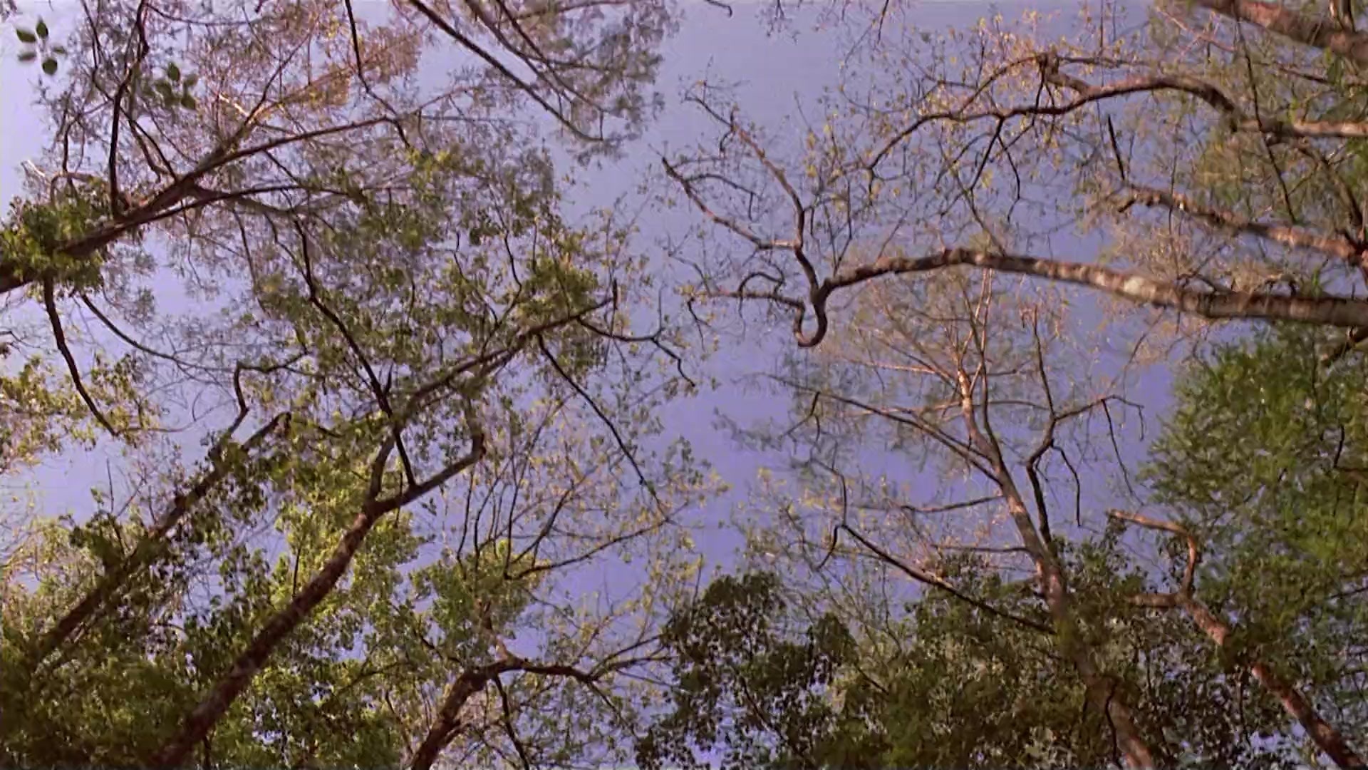 Passion Fish (1992), wide, 1.78:1 — film still