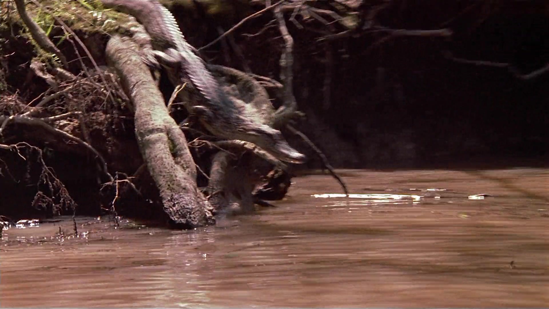 Passion Fish (1992), wide, 1.78:1 — film still