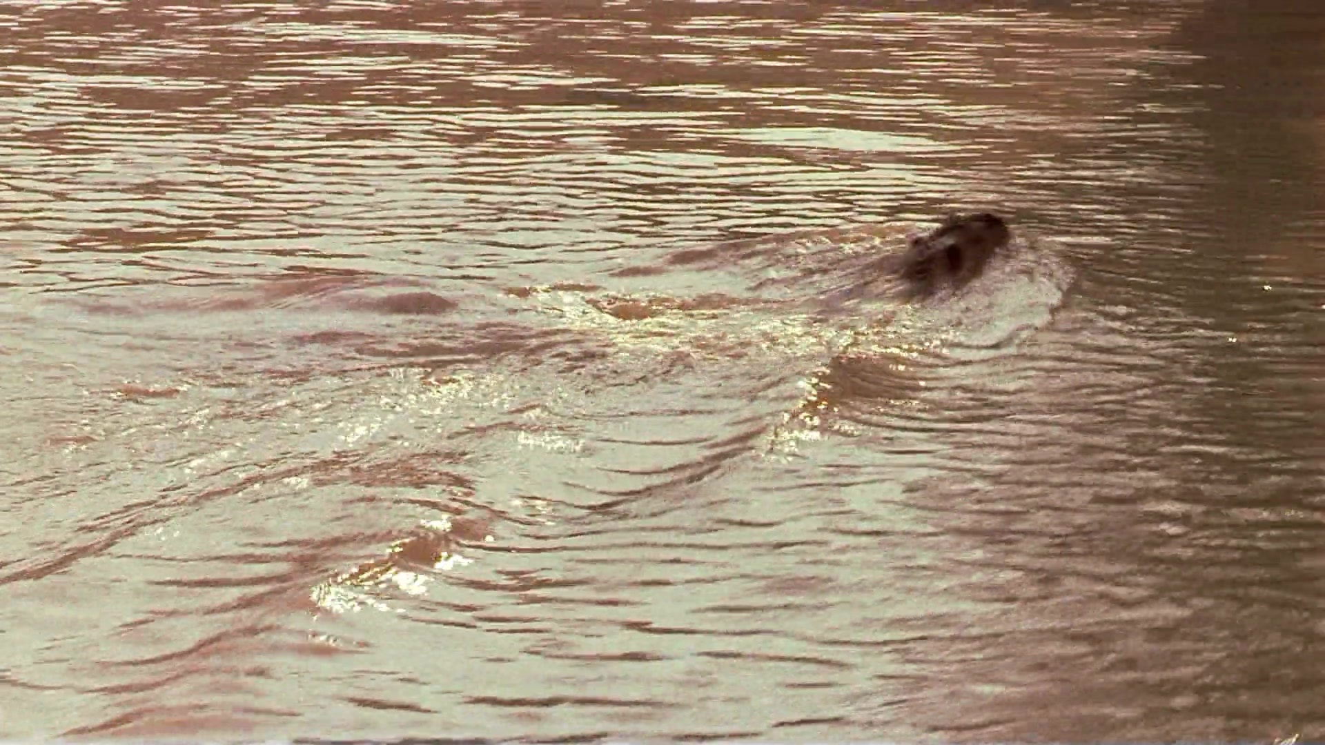 Passion Fish (1992), unknown, 1.78:1 — film still