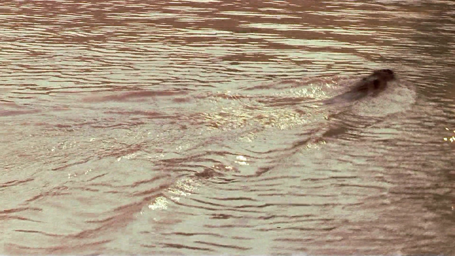 Passion Fish (1992), unknown, 1.78:1 — film still
