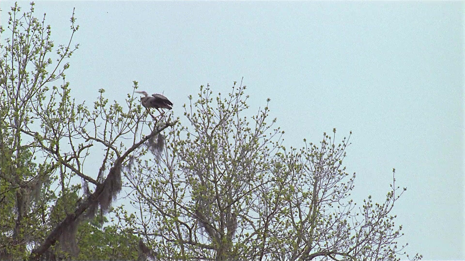 Passion Fish (1992), unknown, 1.78:1 — film still