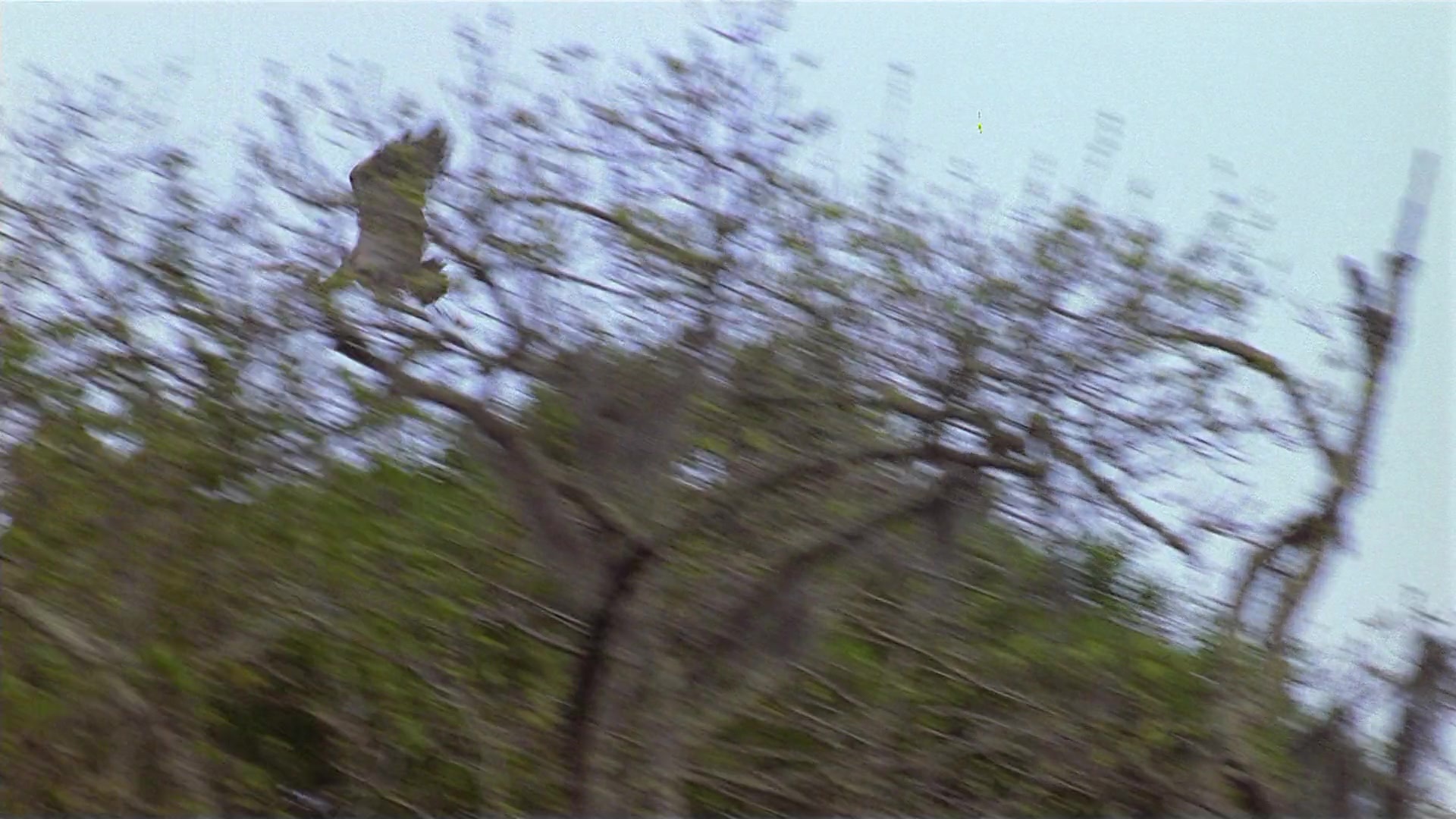 Passion Fish (1992), wide, 1.78:1 — film still