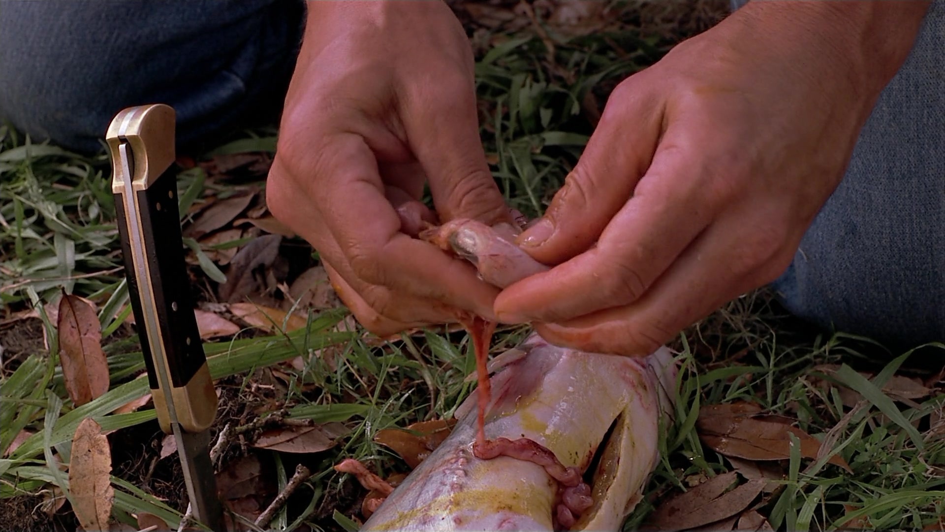 Passion Fish (1992), unknown, 1.78:1 — film still