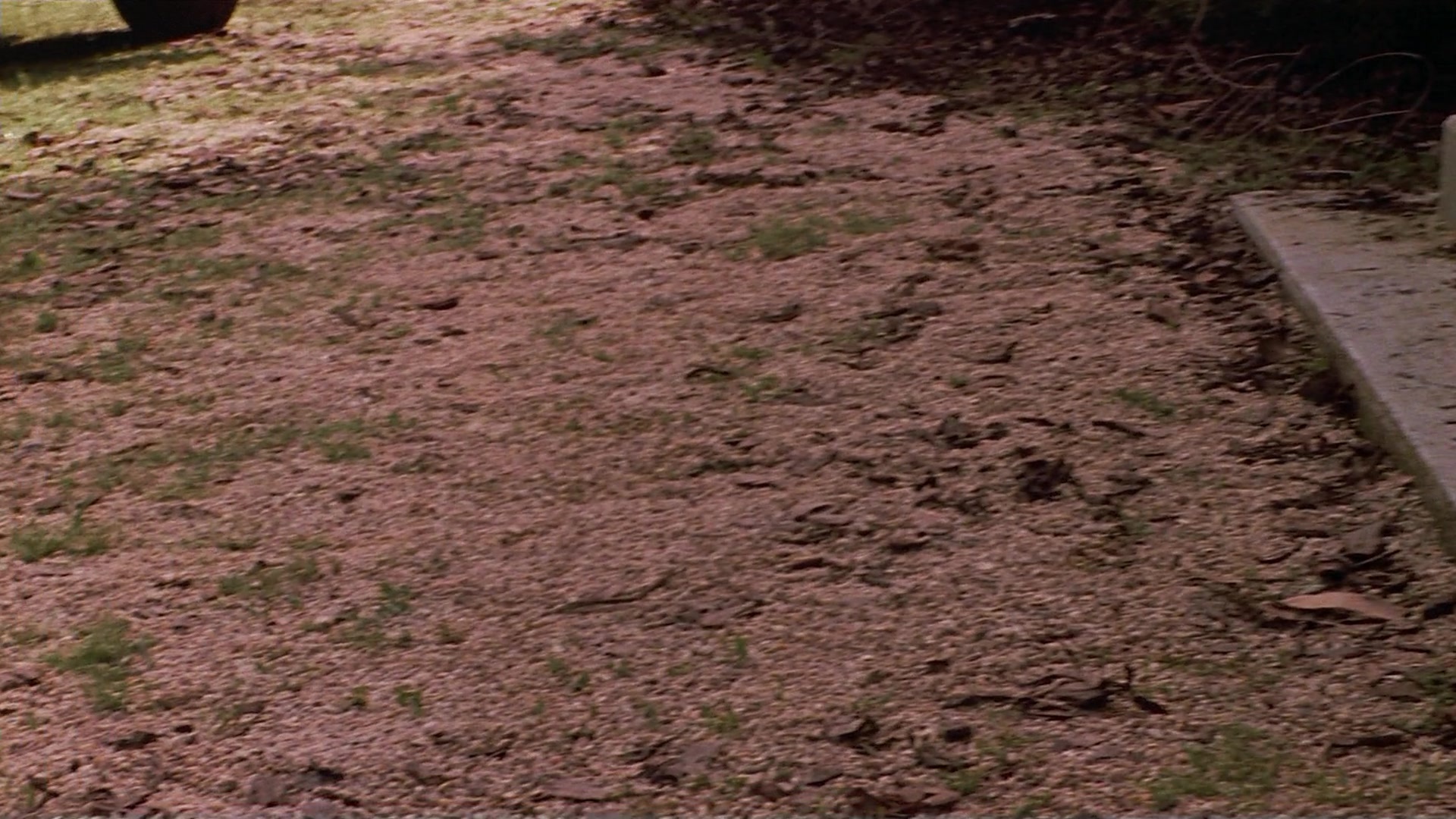 Passion Fish (1992), unknown, 1.78:1 — film still