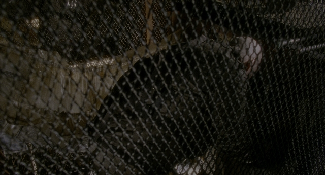 Wide shot frame from Twelve Monkeys — animal, face, person