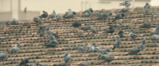 Frame from The Lunchbox — sitting, standing, bird