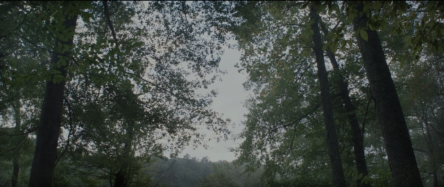 Wide shot frame from The Hunger Games: Mockingjay - Part 1 — forest, tree
