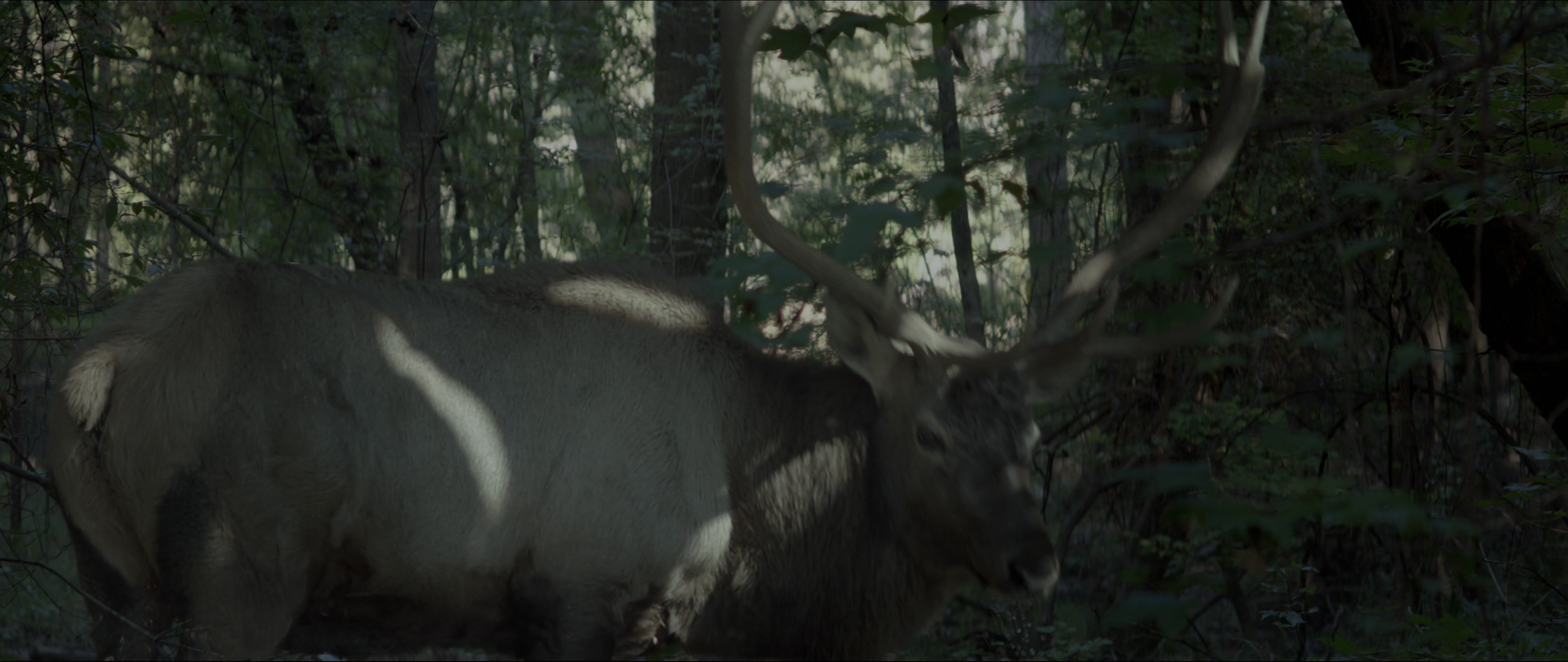 The Hunger Games: Mockingjay - Part 1 (2014), wide, 2.37:1 — film still