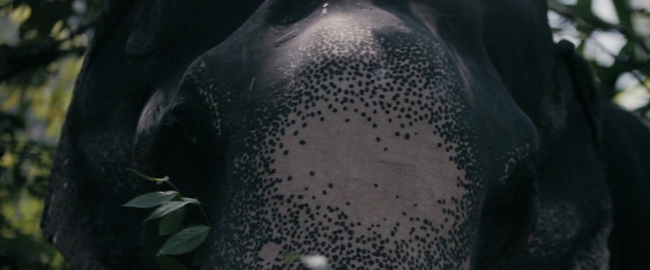 Dheepan (2015), unknown, 2.41:1 — film still