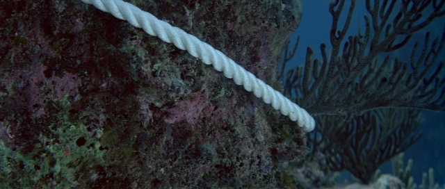 Wide shot frame from For Your Eyes Only — bed, water, marine invertebrates