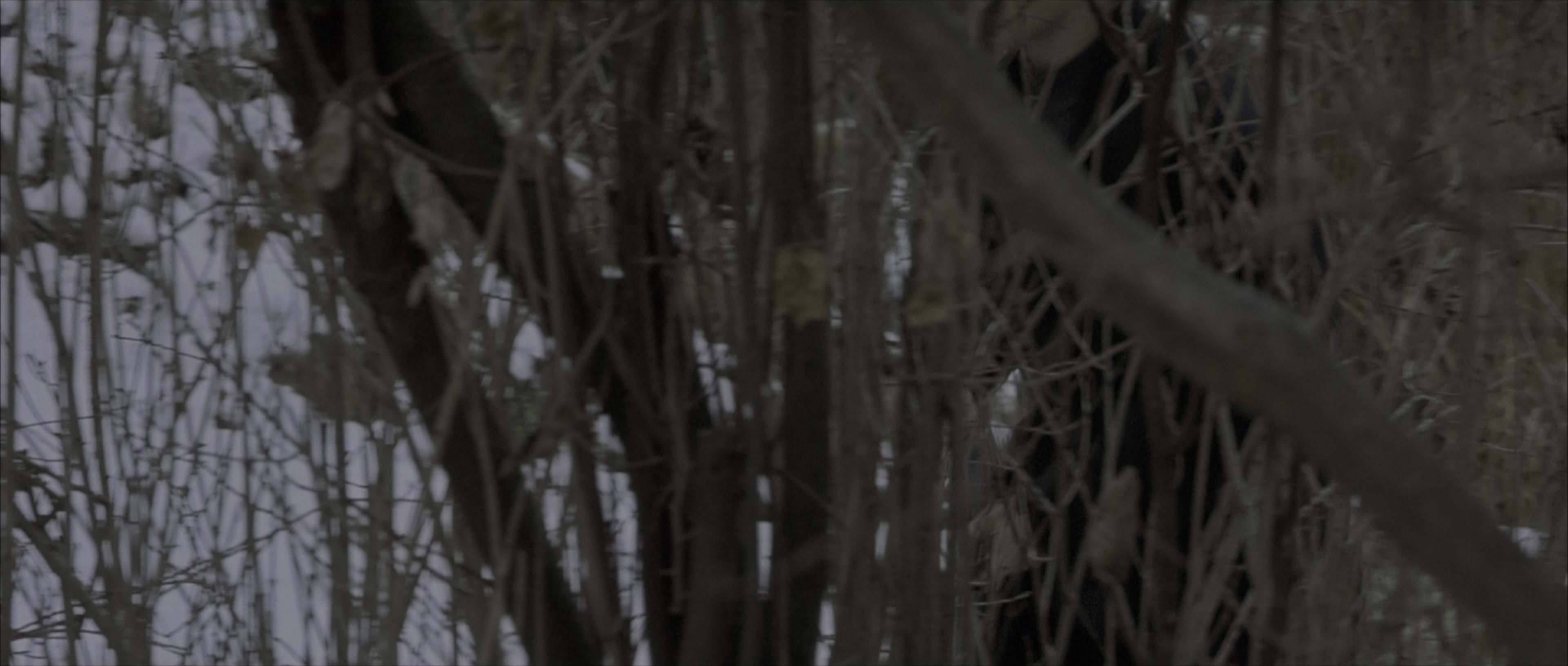 The Bourne Identity (2002), wide, 2.35:1 — film still