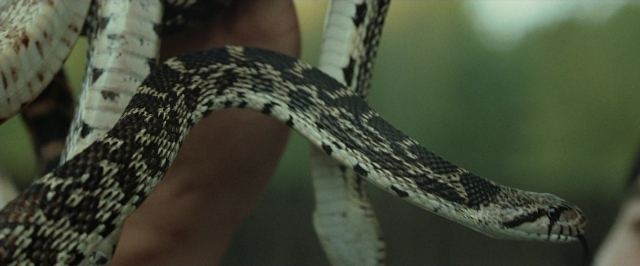 Frame from The Assassination of Jesse James by the Coward Robert Ford — hand, snake, person