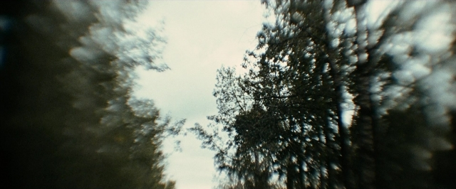 Frame from The Assassination of Jesse James by the Coward Robert Ford — forest, palm tree