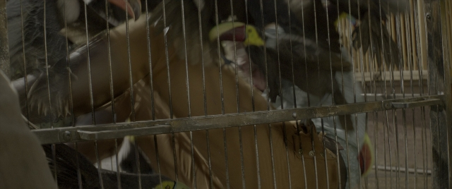 Wide shot frame from Jungle Cruise — hand, bird, person