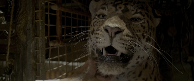 Wide shot frame from Jungle Cruise — face, leopard