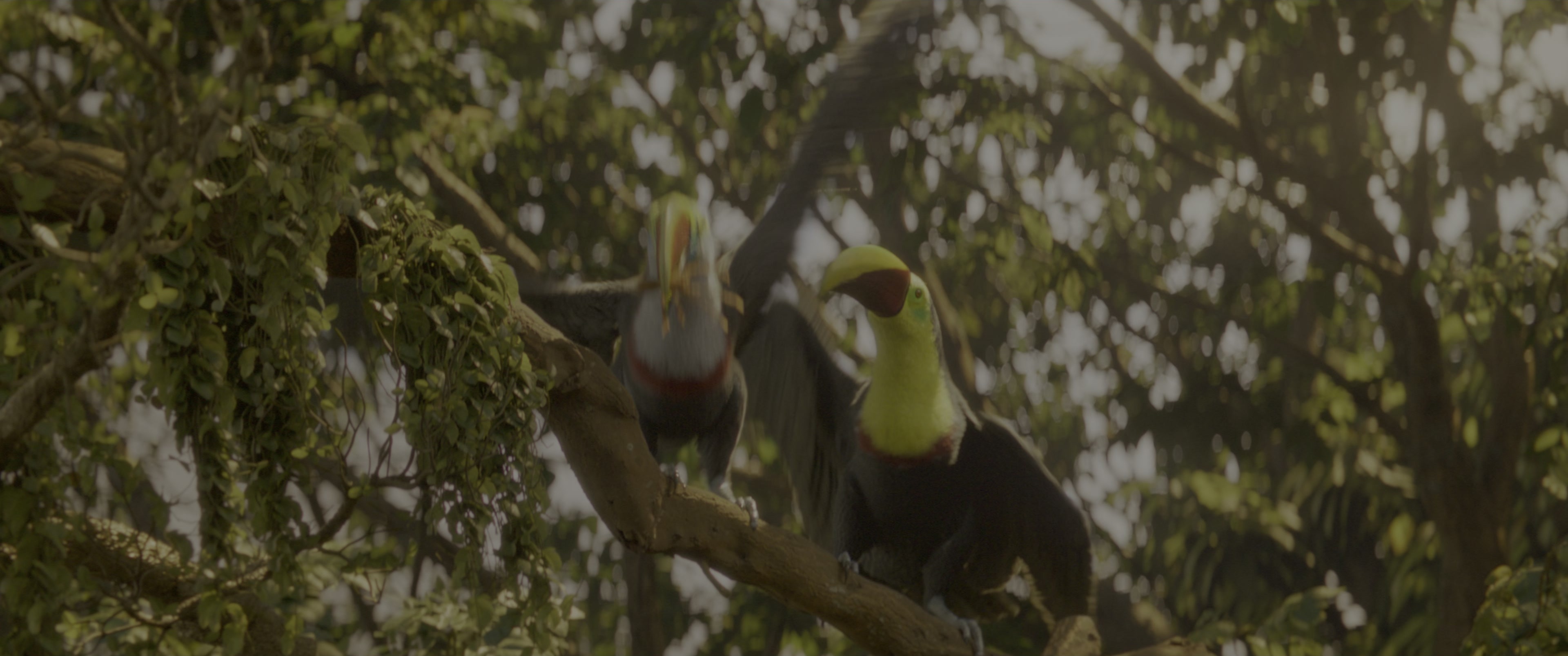 Jungle Cruise (2021), wide, 2.39:1 — film still