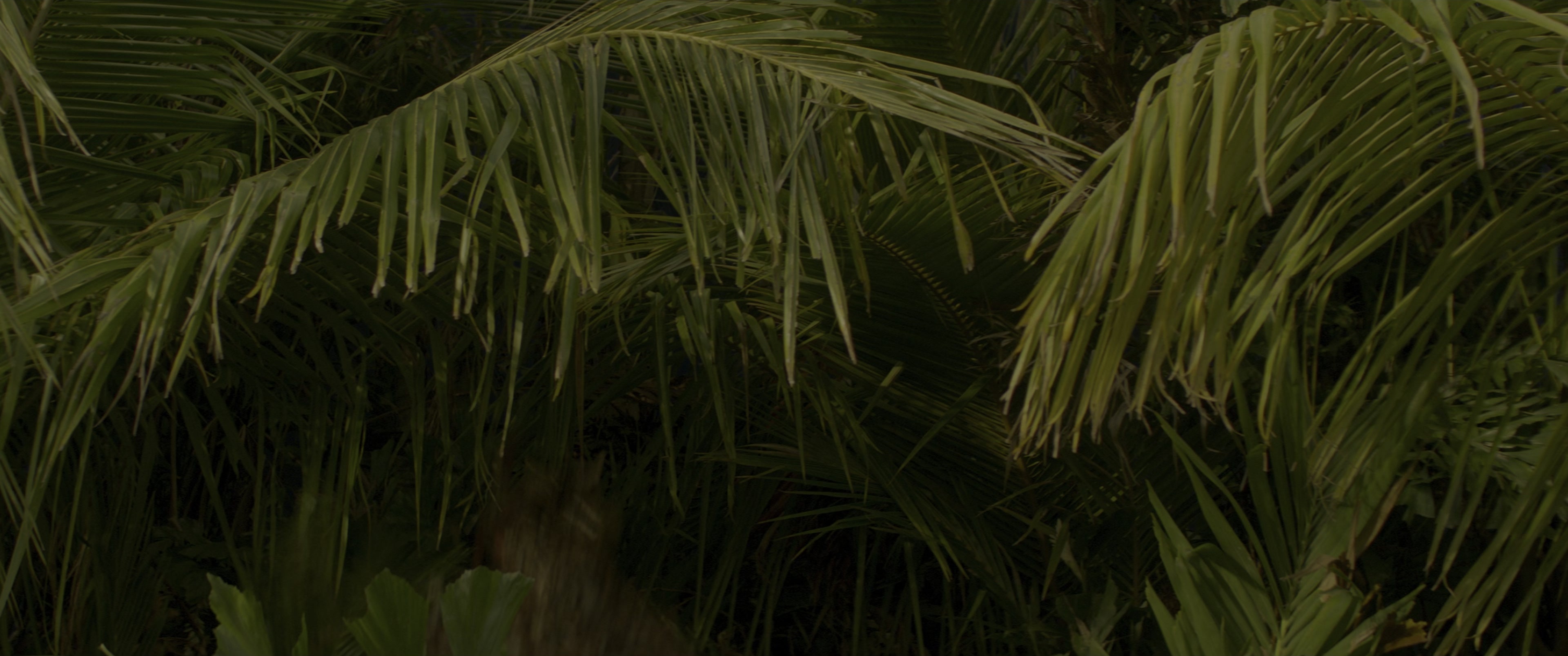 Jungle Cruise (2021), wide, 2.39:1 — film still