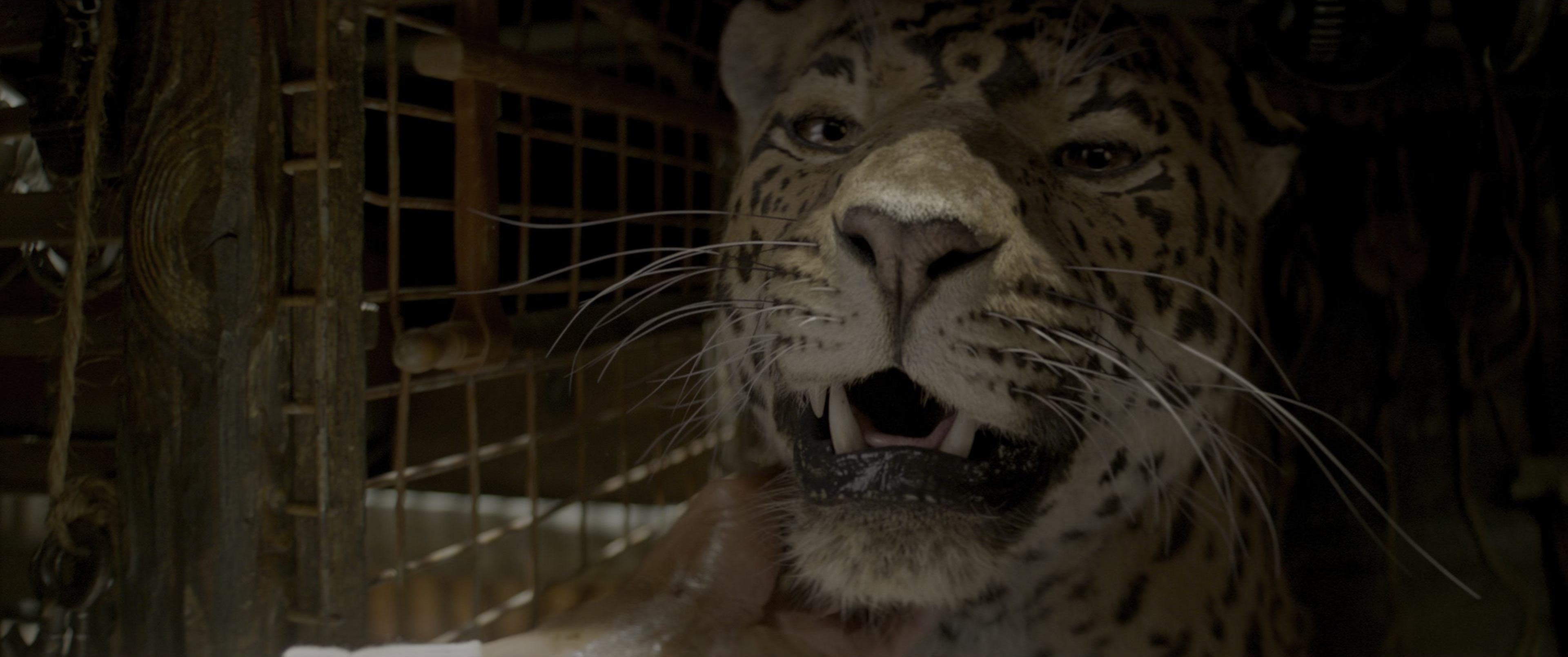 Jungle Cruise (2021), wide, 2.39:1 — film still