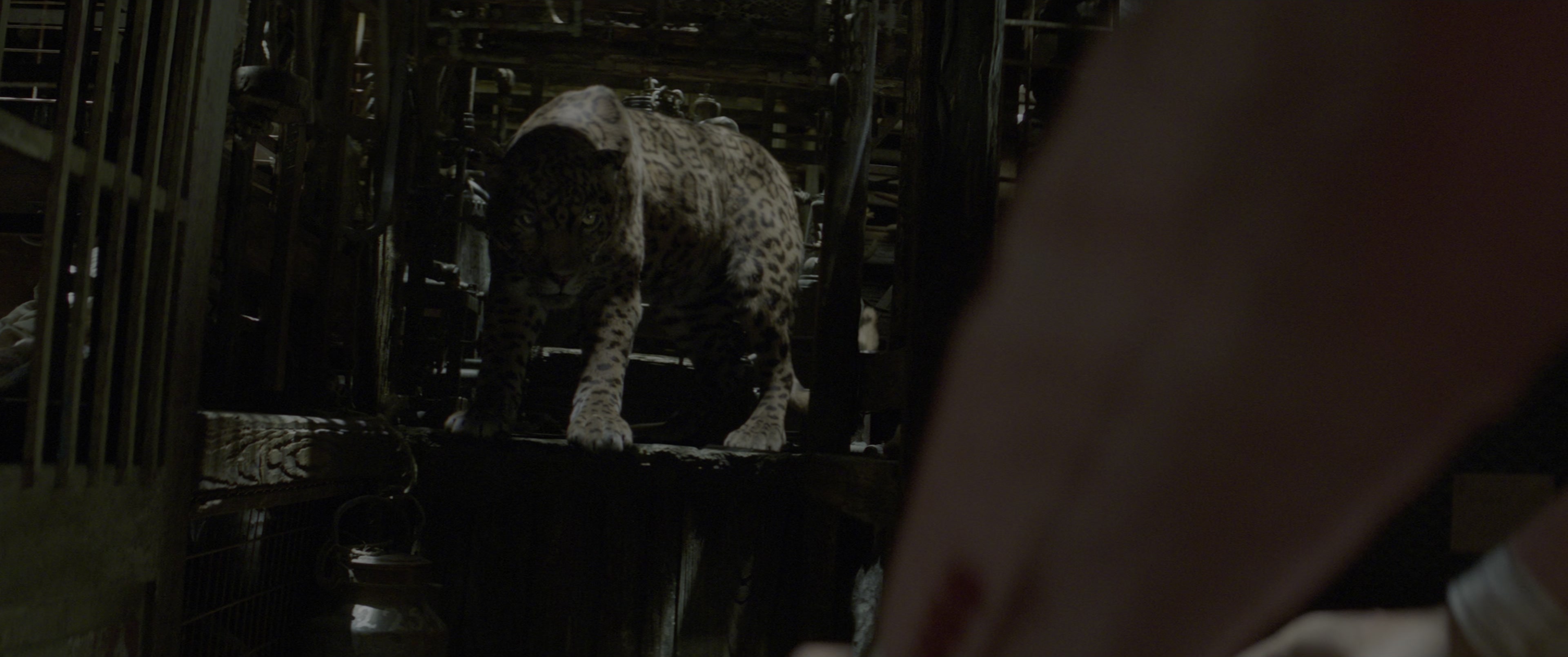 Jungle Cruise (2021), wide, 2.39:1 — film still