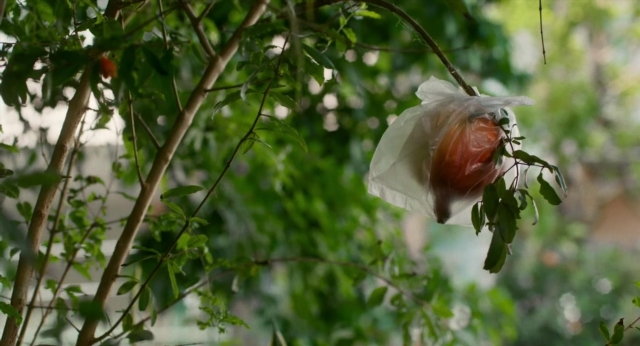 Wide shot frame from Lahn Mah — bag, plastic bag