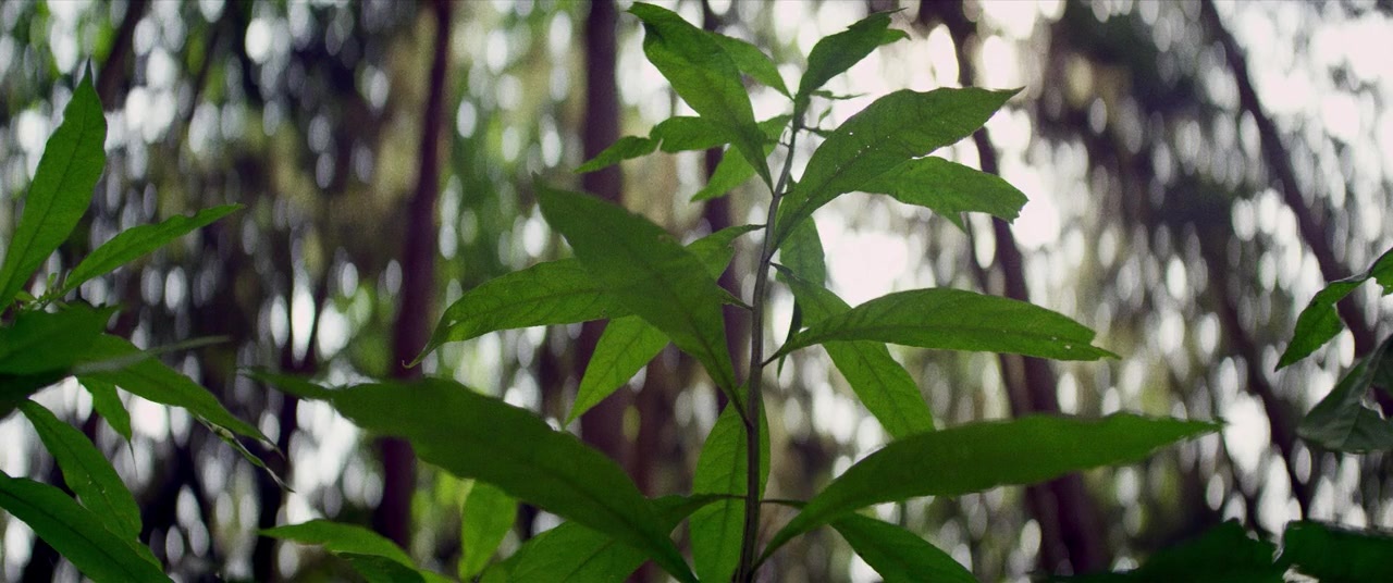 The Kings of Summer (2013), medium, 2.39:1 — film still
