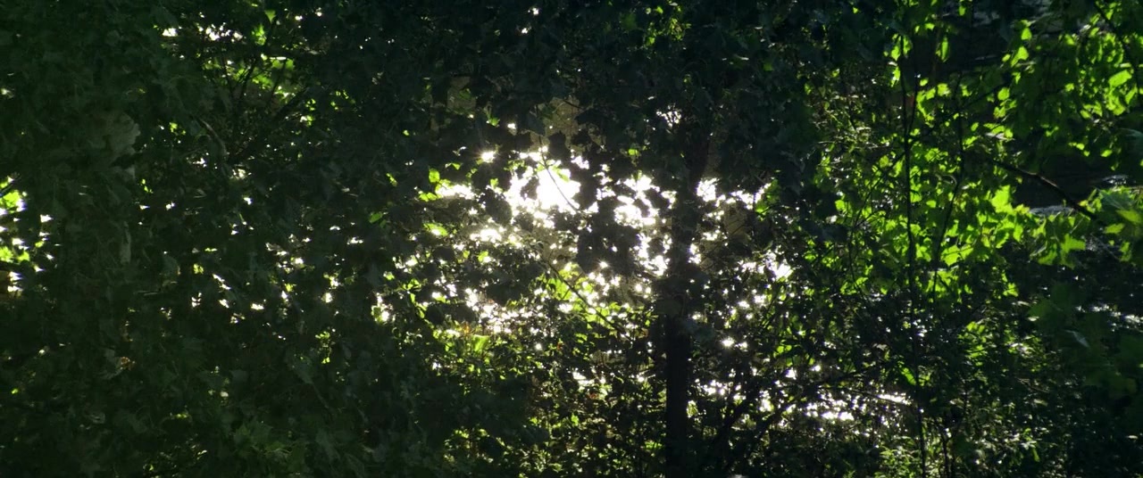 The Kings of Summer (2013), unknown, 2.39:1 — film still