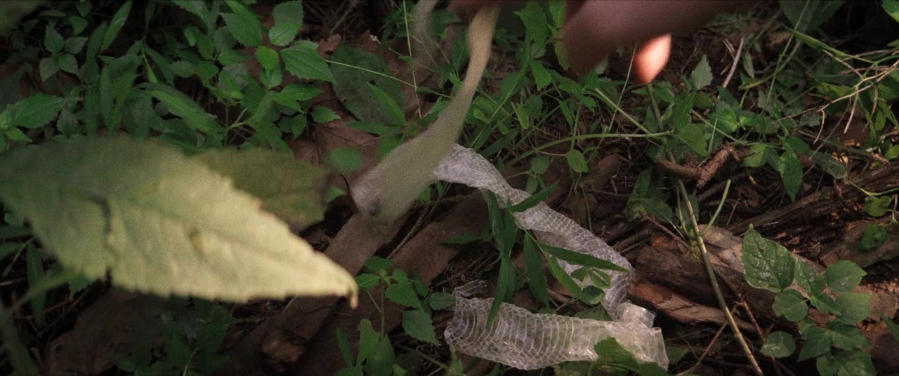 The Kings of Summer (2013), wide, 2.39:1 — film still
