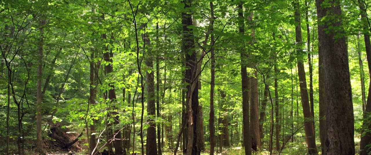 The Kings of Summer (2013), unknown, 2.39:1 — film still