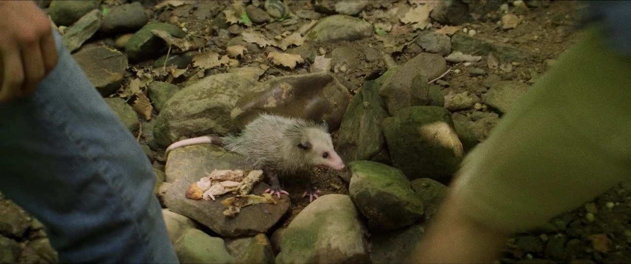 The Kings of Summer (2013), wide, 2.39:1 — film still