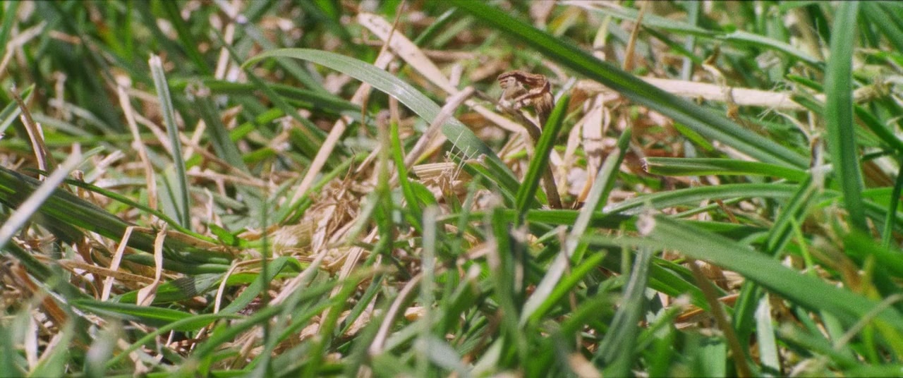 The Kings of Summer (2013), wide, 2.39:1 — film still