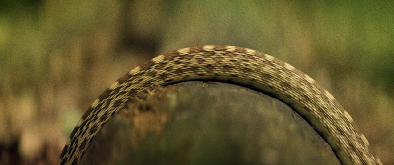 The Kings of Summer (2013), wide, 2.39:1 — film still