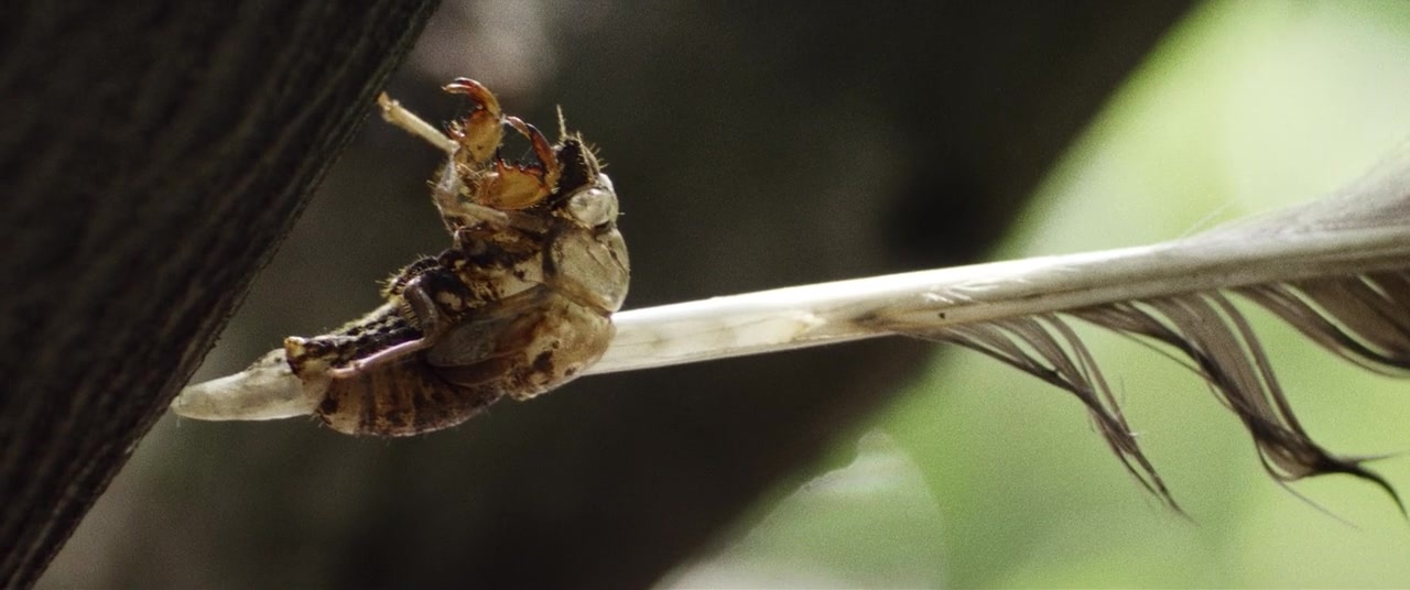 The Kings of Summer (2013), unknown, 2.39:1 — film still