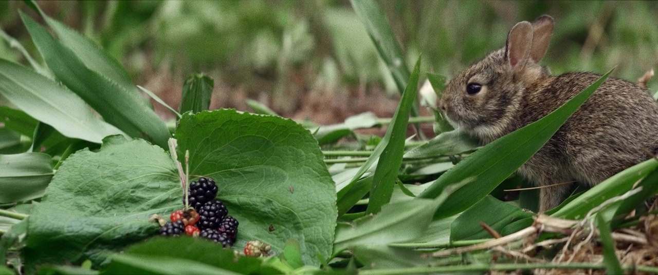 The Kings of Summer (2013), unknown, 2.39:1 — film still