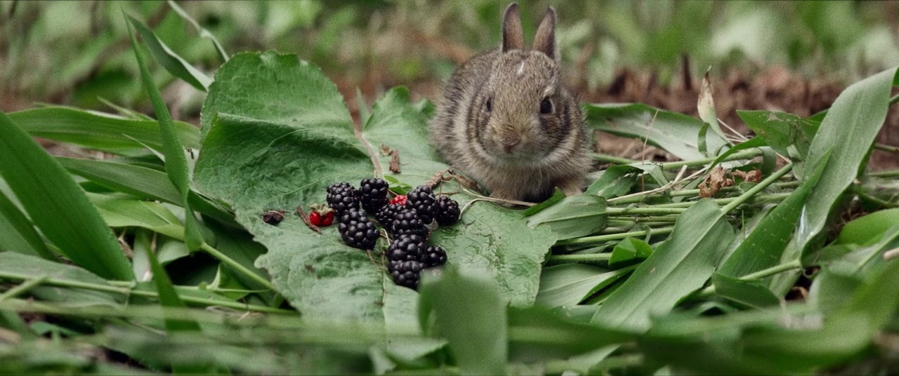 The Kings of Summer (2013), unknown, 2.39:1 — film still