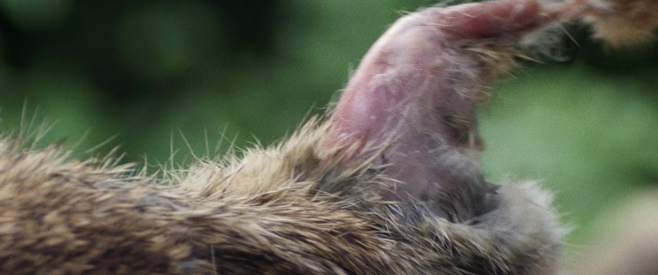 The Kings of Summer (2013), unknown, 2.39:1 — film still