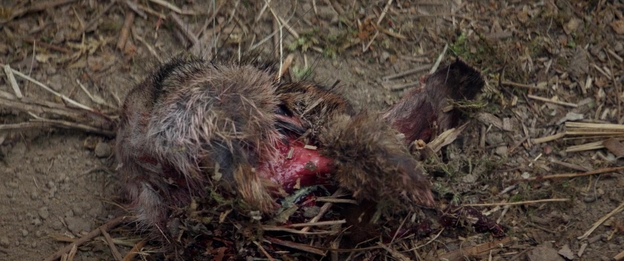 The Kings of Summer (2013), unknown, 2.39:1 — film still