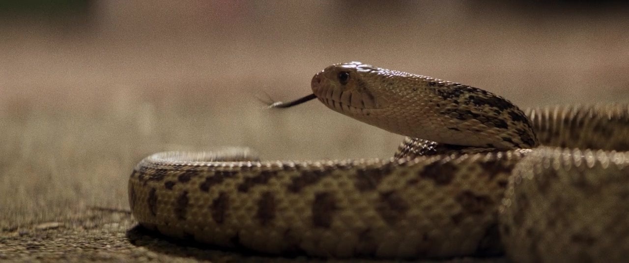 The Kings of Summer (2013), unknown, 2.39:1 — film still