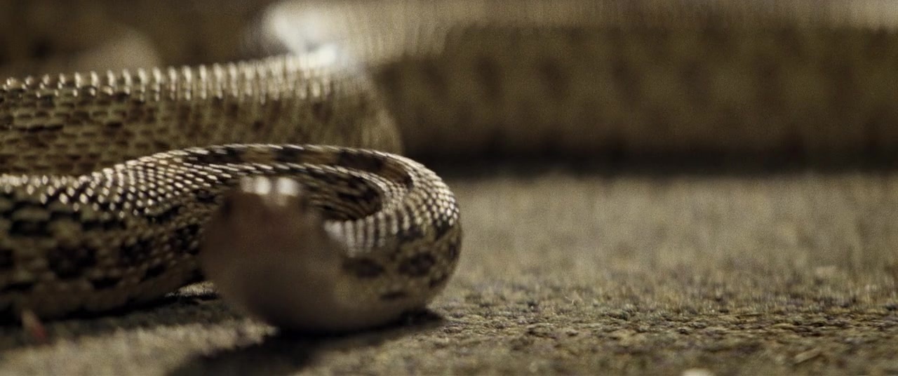 The Kings of Summer (2013), unknown, 2.39:1 — film still