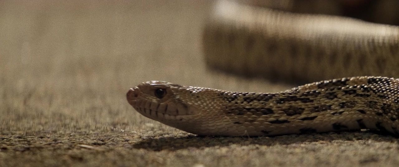 The Kings of Summer (2013), wide, 2.39:1 — film still